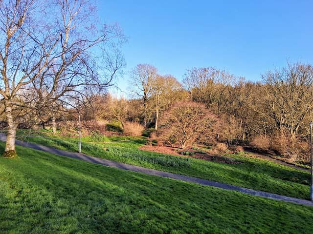Daffodil Garden - Image 1