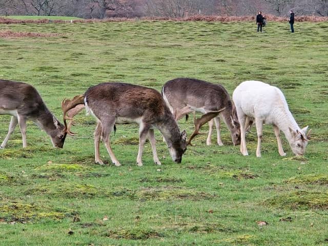 Deer Park - Image 1