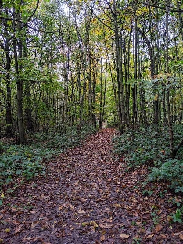 Holly Hill Woodland - Image 2