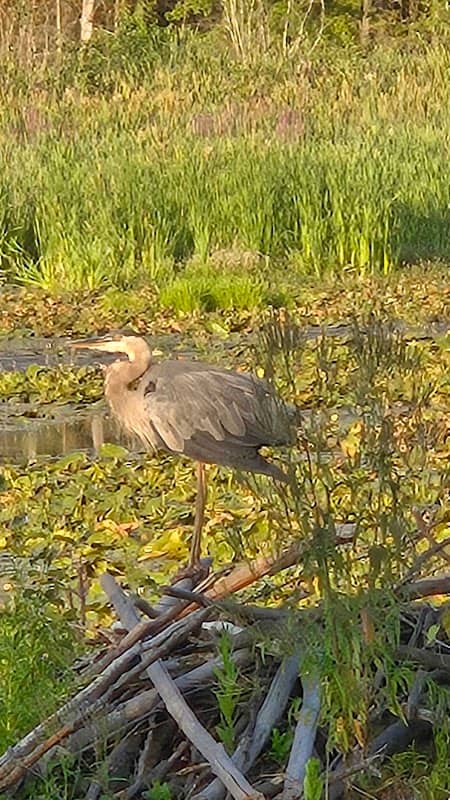 Brickyard Conservation Area - Image 2