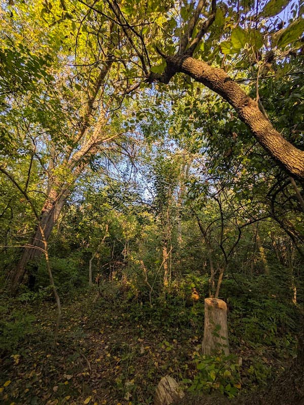 Salt Springs Park - Image 1