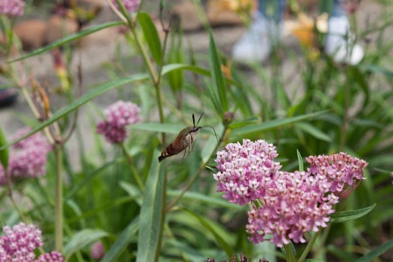 Northland Arboretum - Image 3