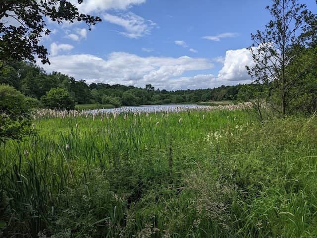 Willesley Wood - Image 2
