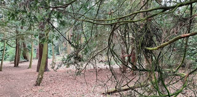 Brandon Halls Woodland Walk - Image 2