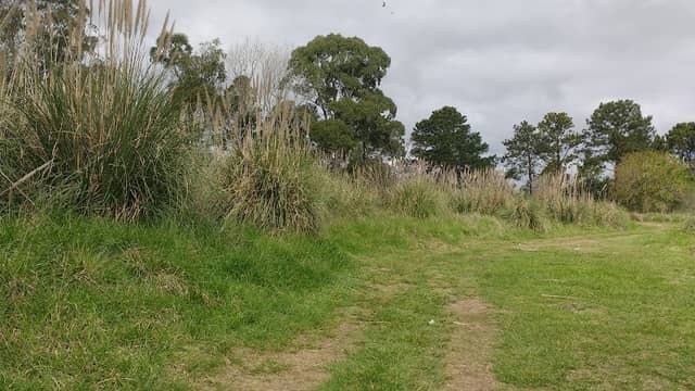 Bosque de las Cortaderas - Image 1
