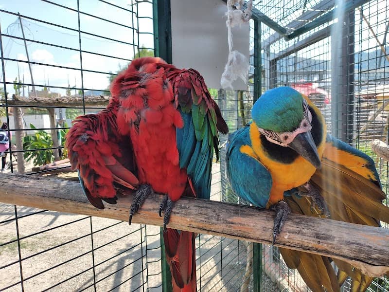 Mini Zoo Land - Image 1