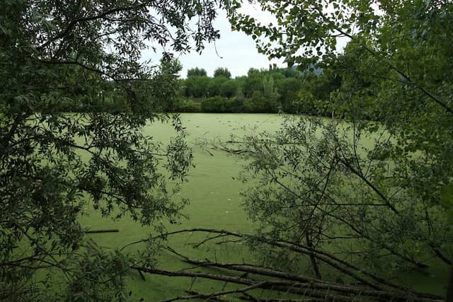 Biotope of San Daniele - Image 1