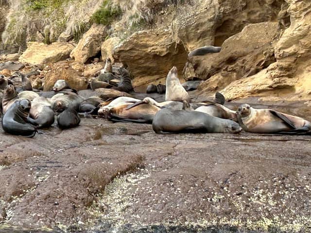 Seal Colony Viewing Platform - Image 3