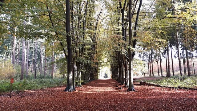 Boswachterij De Vuursche - Image 1