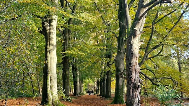 Boswachterij De Vuursche - Image 2