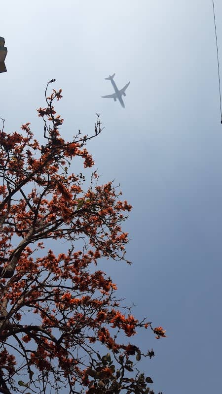 Palash Flower Tree - Image 2