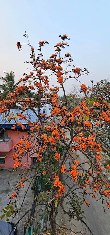 Palash Flower Tree - Image 3