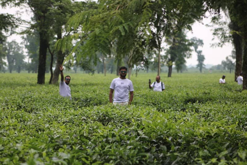 জাফলং চা বাগান বটতলা - Image 1