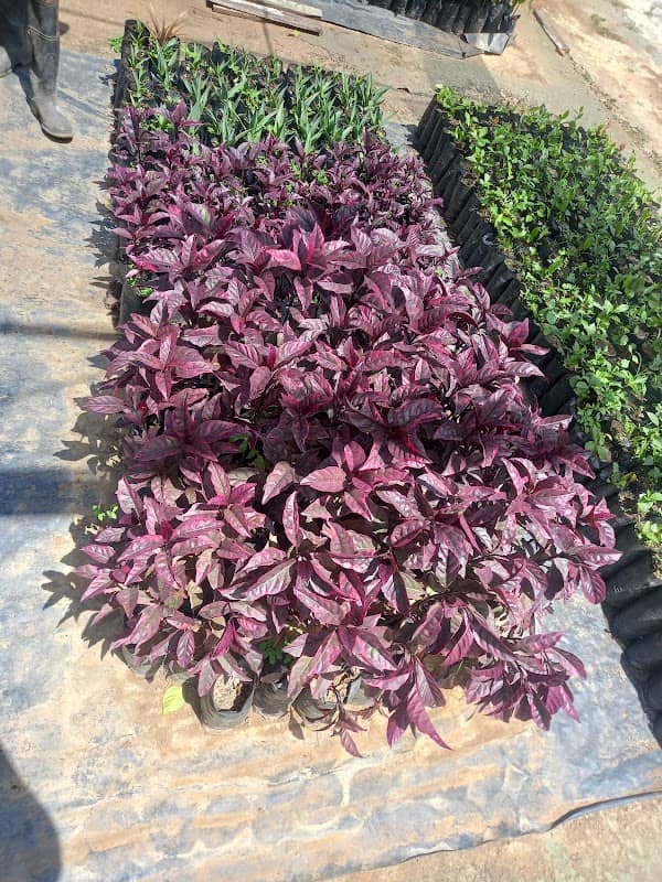 Vivero Madre de Valles del Tuy Gobernación de Miranda - Image 1