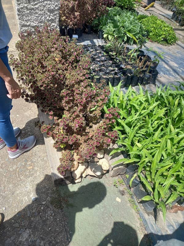 Vivero Madre de Valles del Tuy Gobernación de Miranda - Image 2