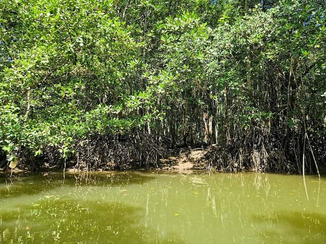 Krabi Urban Forest - Image 2