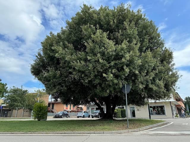 Leccio monumentale - Image 1