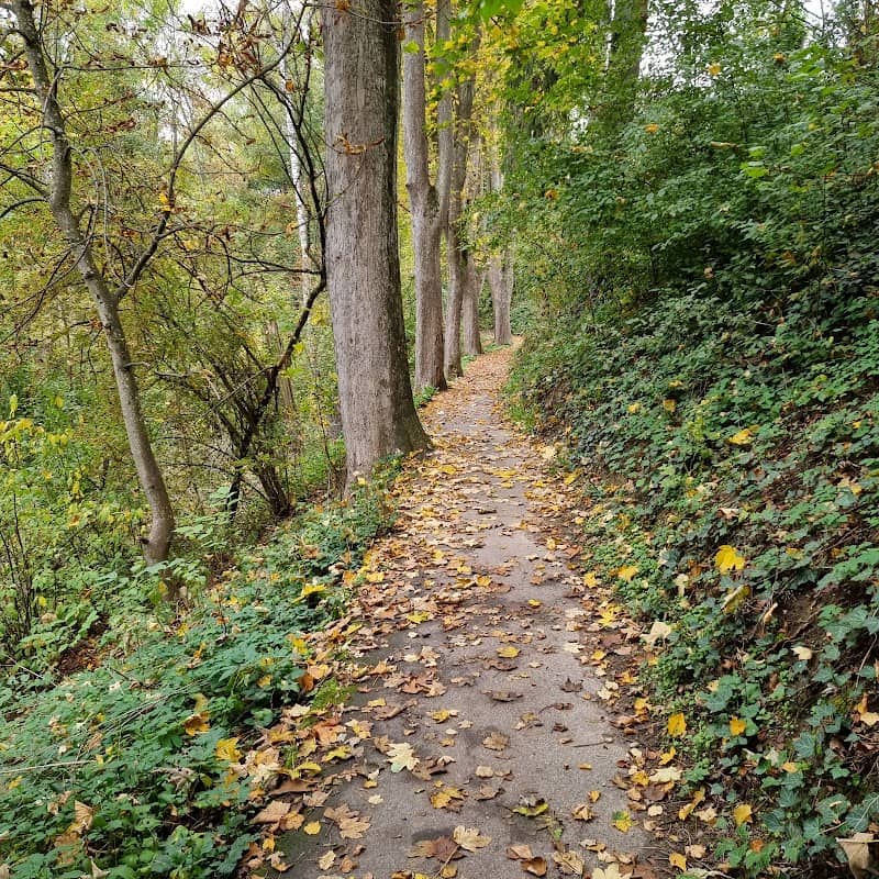 Lauinger Stadtwald - Image 1