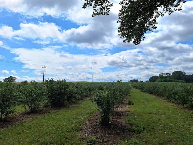 Jefferies Orchard (field) - Image 1