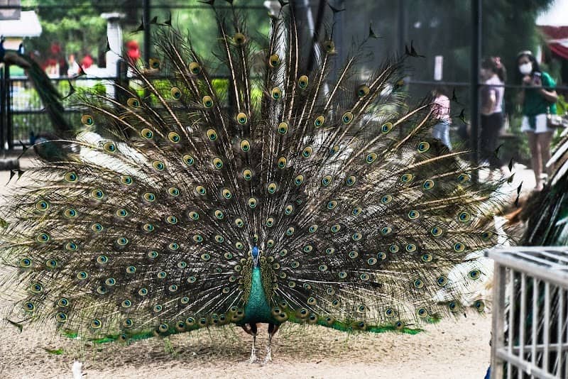 Peacock Eco Park Perai - Image 1