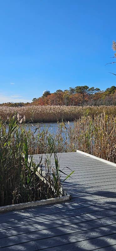 Fairy Dell Boardwalk - Image 2