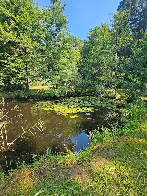 Weiher (bei Buchrain) - Image 1