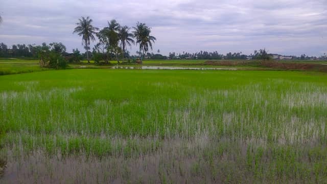 Paddy research harvest - Image 1