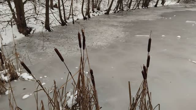 Staw barbarka - Image 2