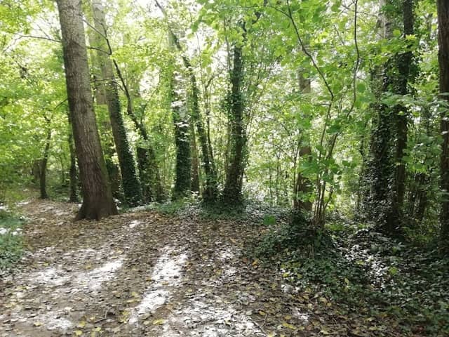 Thatcham Woodland, The Plantation & Fishponds - Image 2