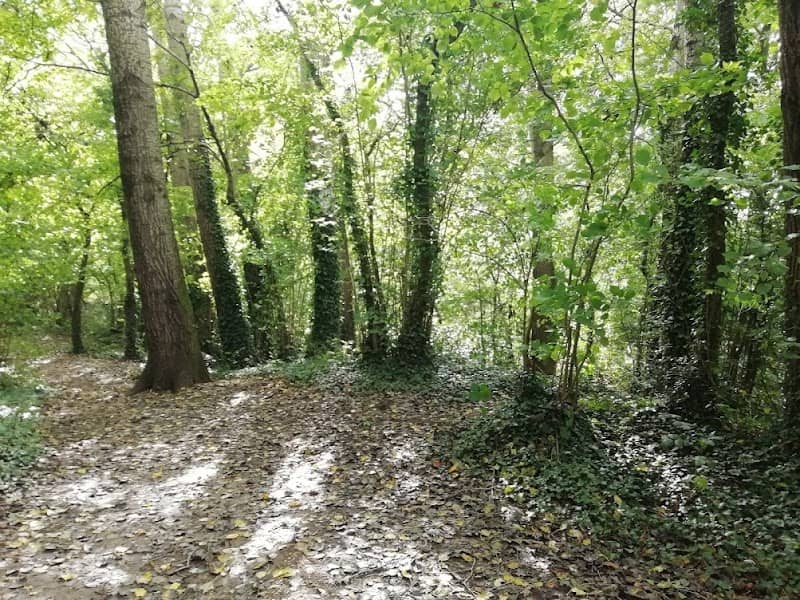 Thatcham Woodland, The Plantation & Fishponds - Image 2