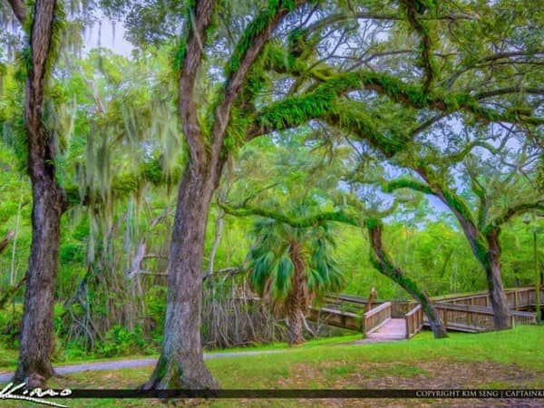 Enchanted Forest Elaine Gordon Park - Image 2