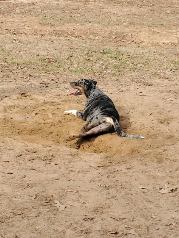 Dog park - Image 1