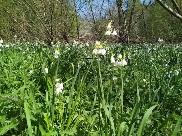 Withymead Nature Reserve - Image 2