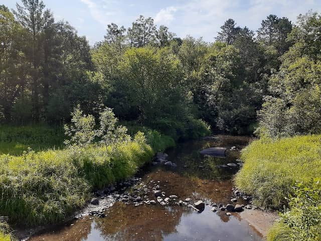 Rum River State Forest - Image 3