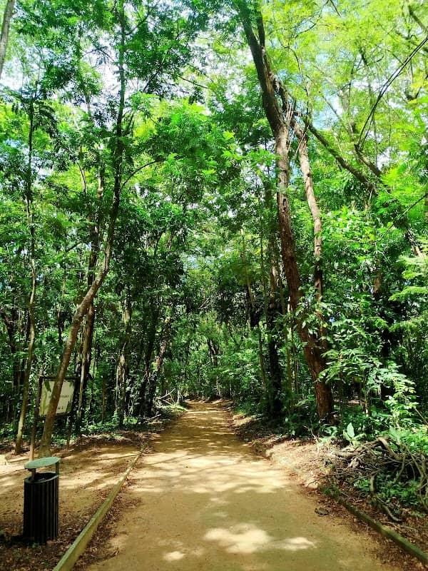 Salvador Botanical Garden | Oitis Forest - Image 1