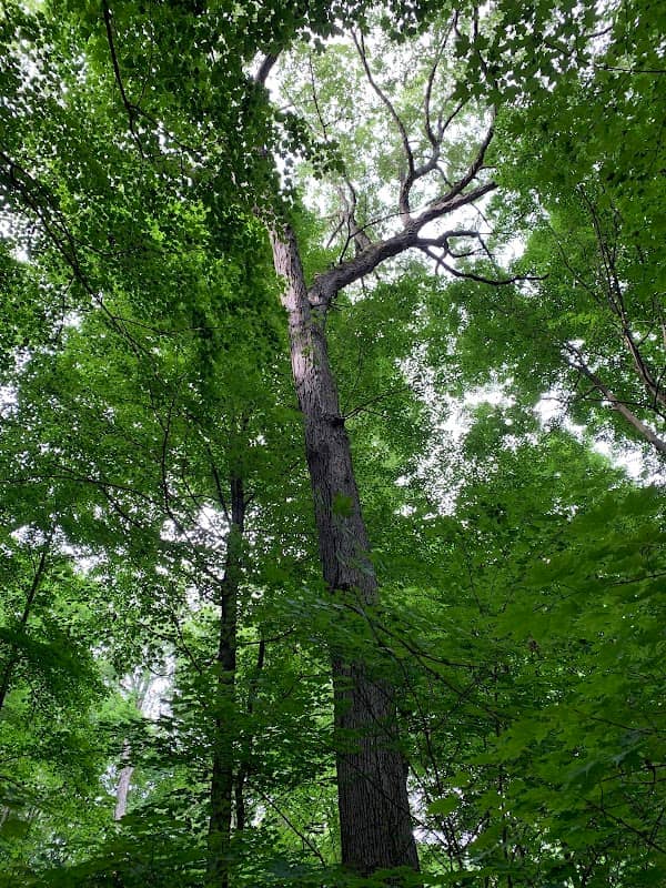 Perrin Woods Park - Image 2