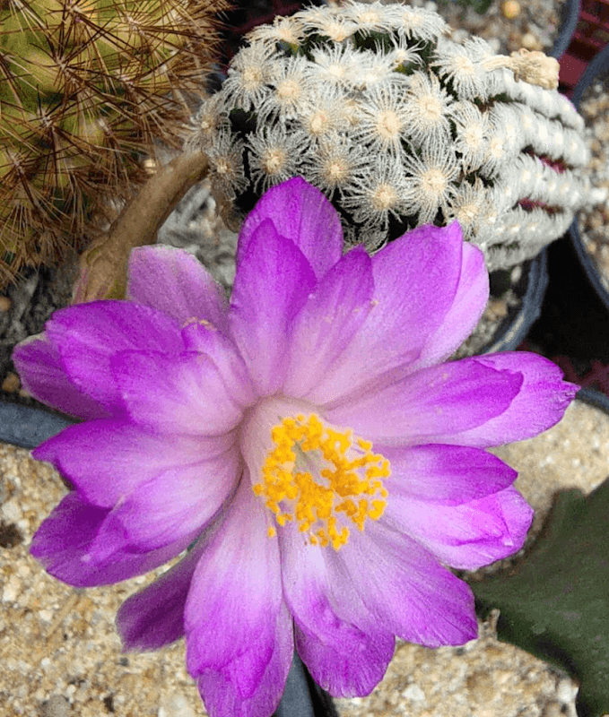 สวนGreenHa Cactus - Image 1