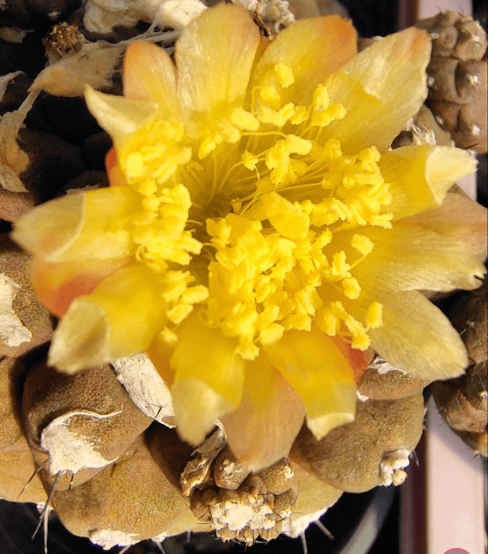สวนGreenHa Cactus - Image 2