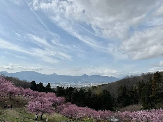 大井町の河津桜 - Image 1