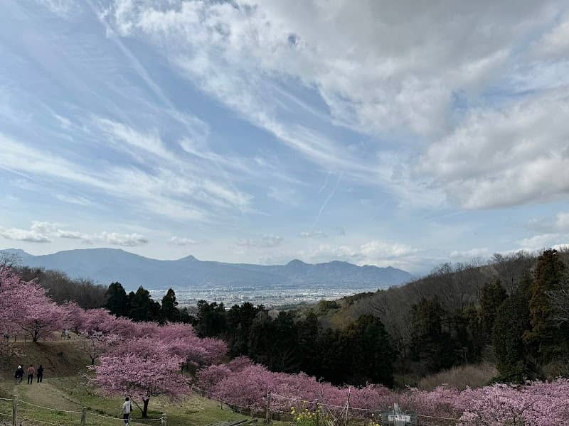 大井町の河津桜 - Image 1