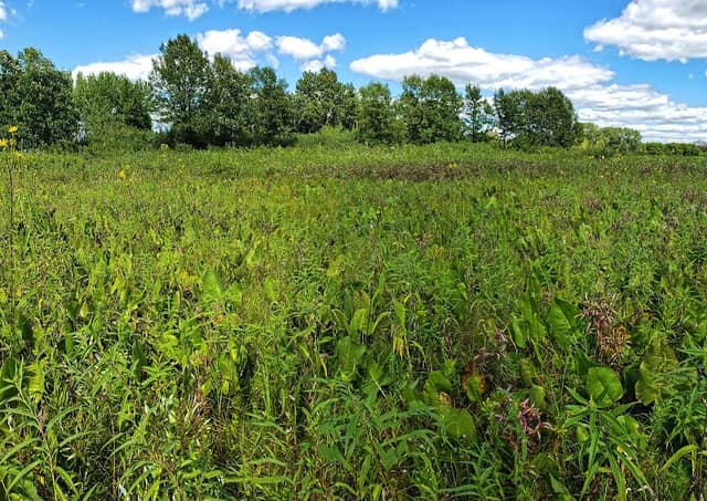 Young Prairie State Natural Area - Image 1