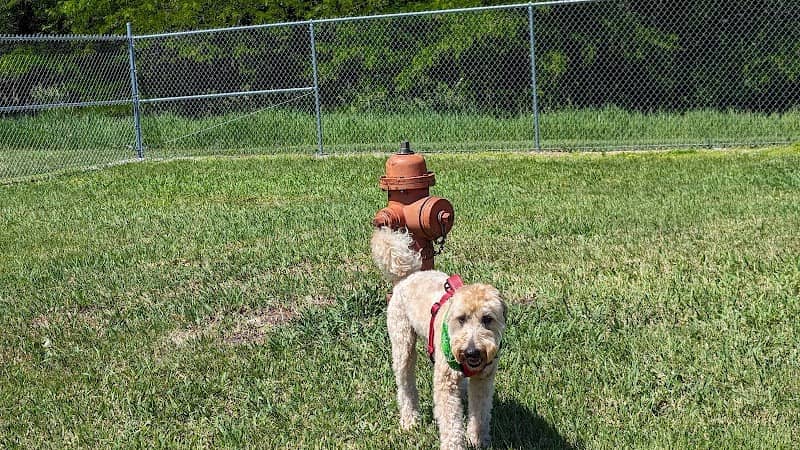The Geneva Dog Park - Image 1