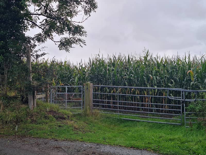 Public Footpath through the Corn Field - Image 1