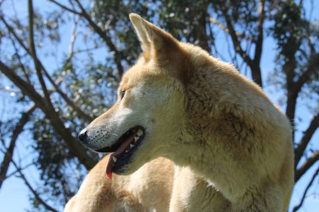 Great Ocean Road Wildlife Park - Image 1