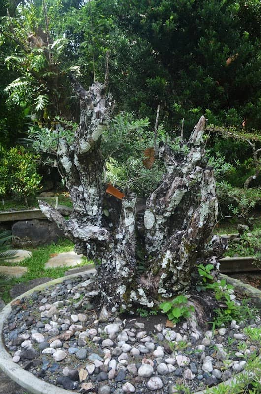 Zen Garden - Image 2