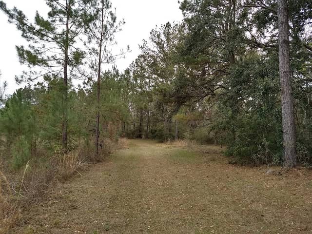 St Marks Headwaters Greenway - Image 2