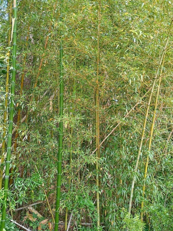 Bamboo Forest 🫈 - Image 1