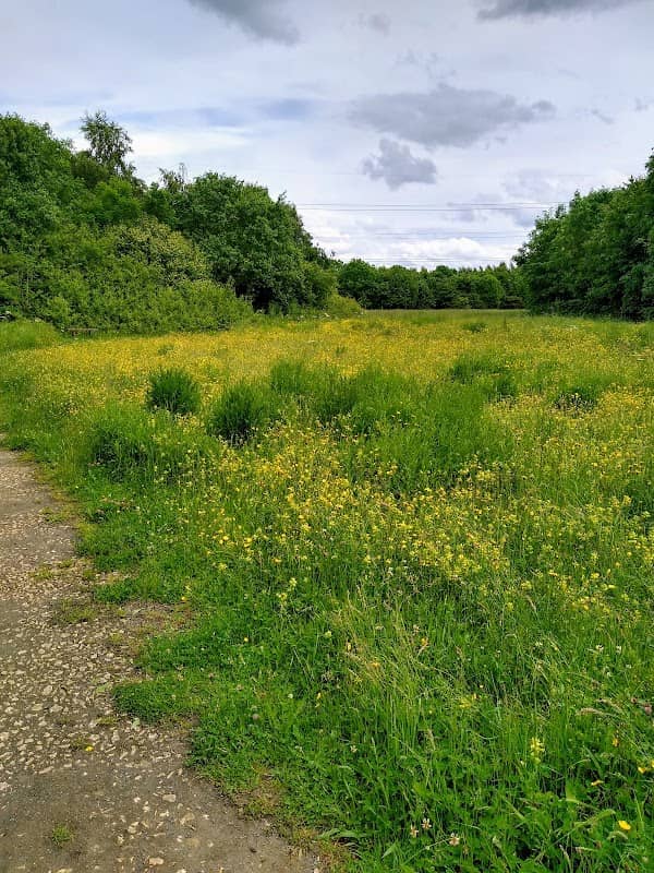 Cowpen Bewley Woodland Park Country Park - Image 1