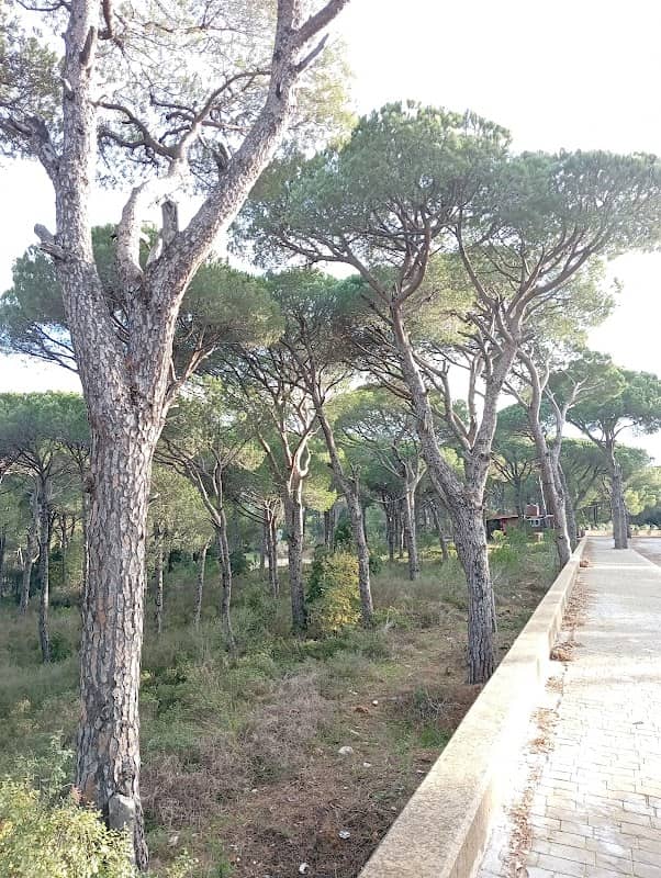 Bkassine - Image 2