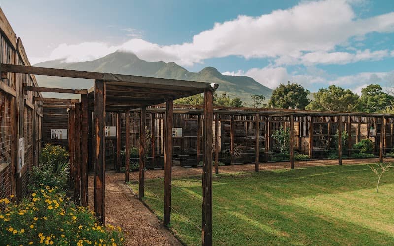 Garden Route Birds of Prey Rehab Centre - Image 2